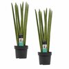 Sansevieria Cylindrica Straight duo