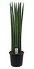 Sansevieria Cylindrica Straight