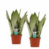 Sansevieria Moonshine duo