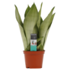 Sansevieria Moonshine