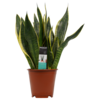 Sansevieria Superba M