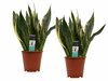 Sansevieria Superba duo M