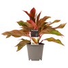 Aglaonema Crete