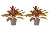 Aglaonema Crete duo