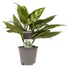 Aglaonema Maria