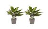 Aglaonema Maria duo
