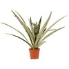 Ananas Champaca