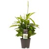 Dracaena Surculosa S