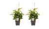 Dracaena Surculosa S duo