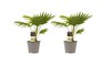 Livistona Rotundifolia duo