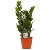 Zamioculcas