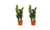 Zamioculcas duo