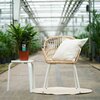 Calathea Bluegrass 