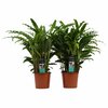Calathea Bluegrass duo