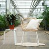 Calathea Elgergrass