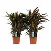 Calathea Elgergrass duo