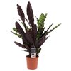 Calathea Insigne 