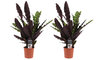 Duo Calathea Insigne