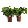 Duo Calathea Network
