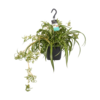 Chlorophytum comosum 