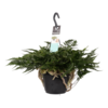 Humata teyermanii