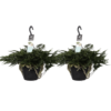 Humata duo