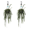 Lepismium duo 