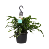 Microsorum