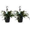 Microsorum duo