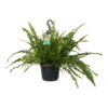 Nephrolepis exaltata