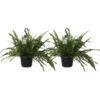 Nephrolepis duo
