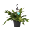 Platycerium