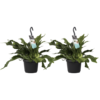 Platycerium duo