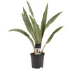 Sansevieria Aubrytniana