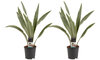 Sansevieria Aubrytniana duo