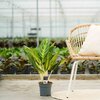 Aglaonema Keylime