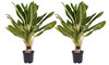 Aglaonema Keylime duo