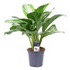 Aglaonema Silver Bay