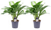 Aglaonema Silver Bay duo