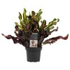 Croton Mammi