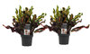 Croton Mammi duo