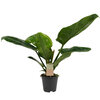 Philodendron Imperial Green