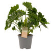 Philodendron Shangri La