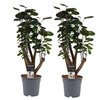 Polyscias Fabian duo