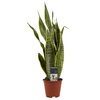 Sansevieria Laurentii