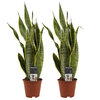 Sansevieria Laurentii duo