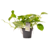  Scindapsus Aureum