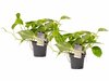 Duo Scindapsus Aureum