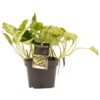 Scindapsus Marble Queen