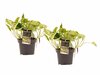 Duo Scindapsus Marble Queen